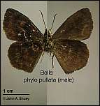 [pullata-1m.jpg]