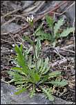 [bursa-pastoris-1.jpg]