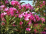 [oleander-1x.jpg]