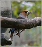 [coccothraustes-1.jpg]