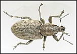 [palliatus-1.jpg]