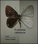 [cataleuca-1.jpg]