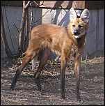 [brachyurus-1.jpg]