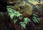 [dryopteris.jpg]