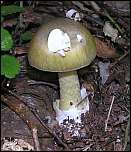 [phalloides-1a.jpg]