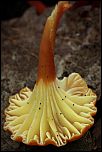 [cantharellus-1x.jpg]