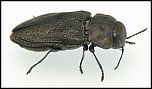 [quadripunctata-2f.jpg]