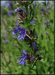 [officinalis-1b.jpg]