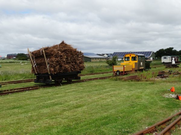 de-halligbahn-bush_bunches-080722-full.jpg